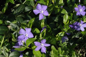 Vinca minor (3) (1200 x 800)